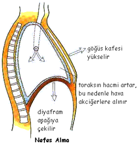 Diyafram Nefesi